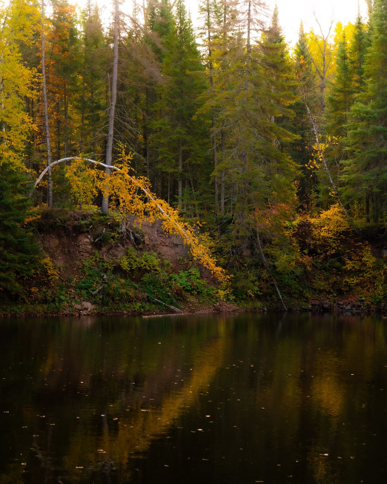 A tree bending lower than its base towards a pond making a circular reflection on the water
