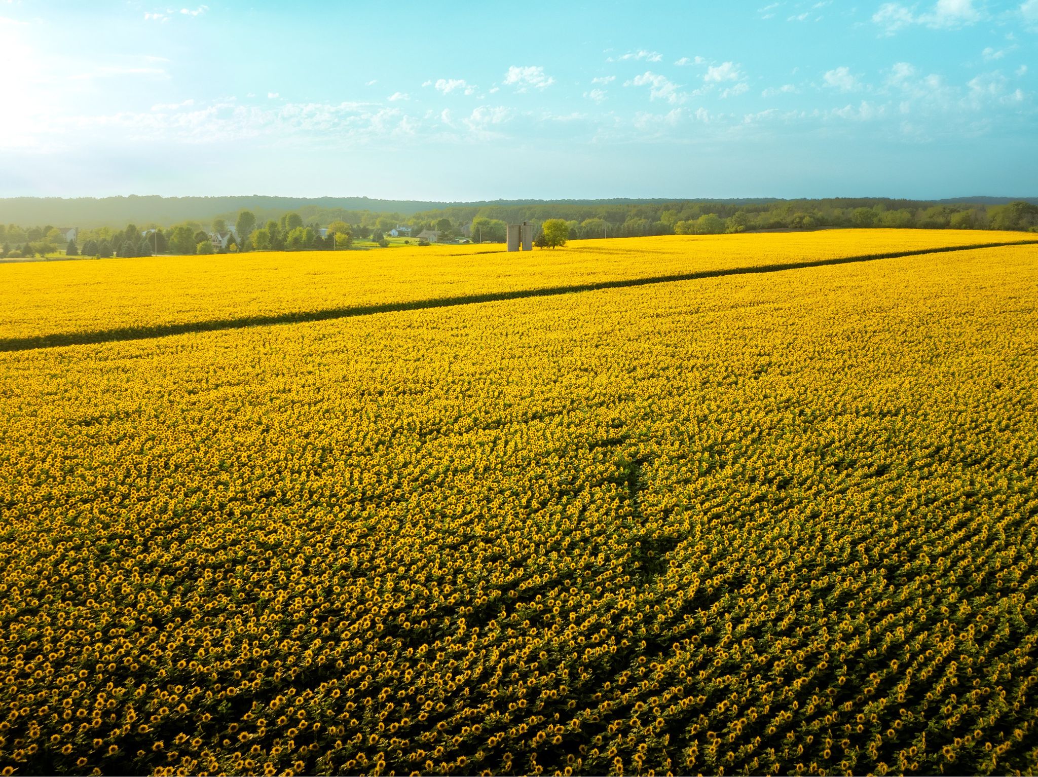 A sea of sunflowers